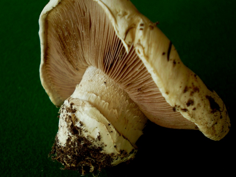 Agaricus fotog.il 19.01.2010